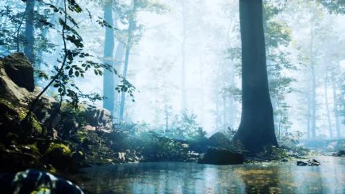 Videohive - Forest with Pond and Mist with Sunrays - 34136707