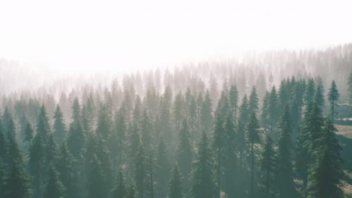 Videohive - Aerial View of Green Spruce Forest - 34136895