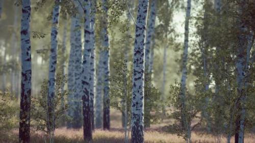 Videohive - Birch Forest in Sunlight in the Morning - 34136983