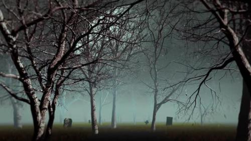 Videohive - Fog Forest - 34180381