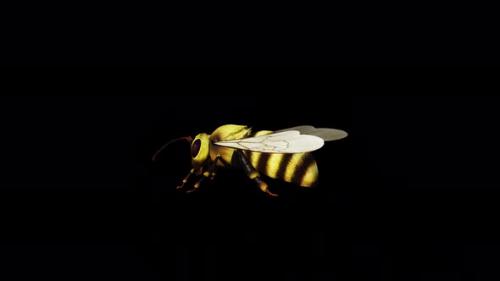 Videohive - Bee Back Side - 34214897