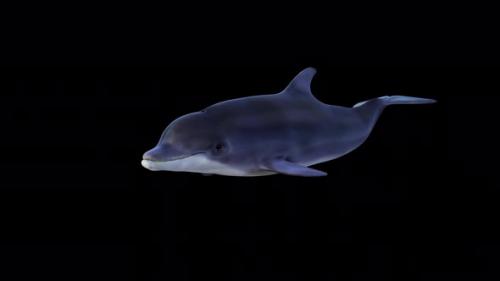 Videohive - Dolphin Swimming Front View - 34214900