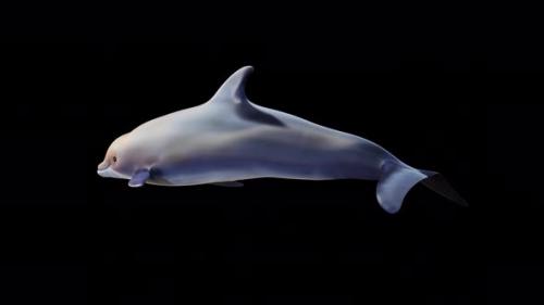 Videohive - Dolphin Swimming Back Side View - 34214902