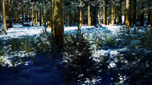 Videohive - Snow Covered Conifer Forest at Sunny Day - 34249435