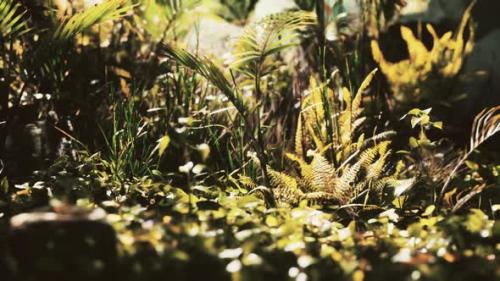 Videohive - Close Up Jungle Grass and Plants - 34249450
