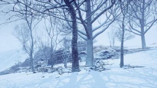 Videohive - Winter Deciduous Forest on a Foggy Morning - 34249497