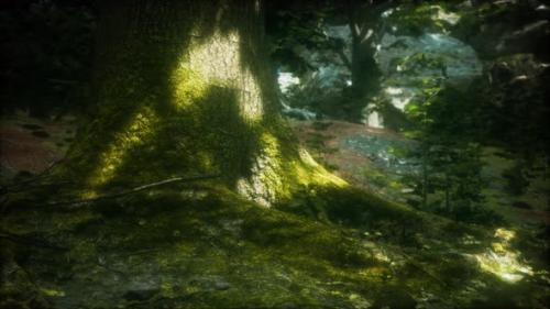 Videohive - Tree with Moss on Roots in a Green Forest - 34249546