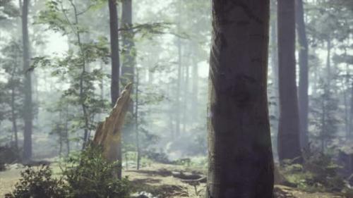 Videohive - Foggy Forest with Soft Sun Light - 34249683