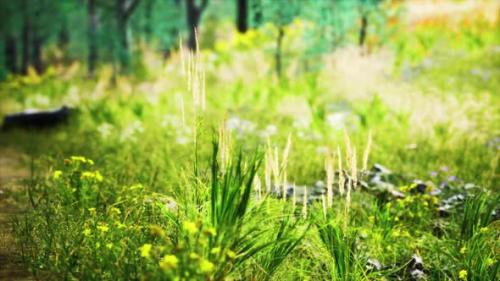 Videohive - Grass Field and Forest Trees - 34249767