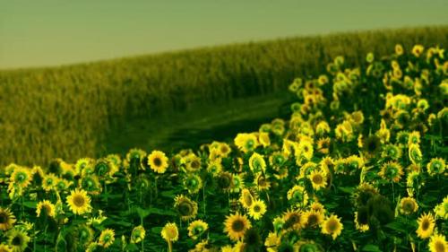 Videohive - Field of Blooming Sunflowers on a Background Sunset - 34328656