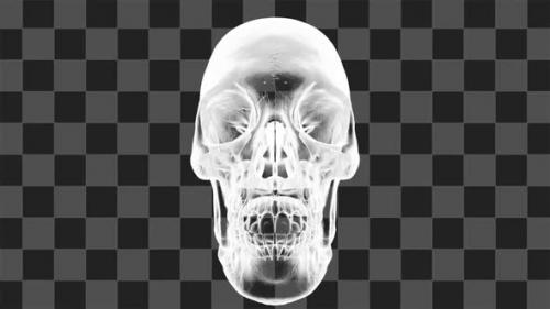 Videohive - X Ray Skull Rotating Loop - 33183155