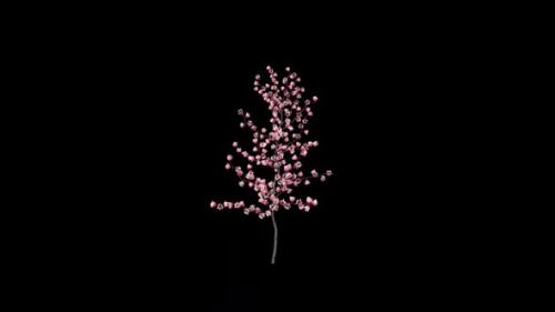 Videohive - Sakura Flower Growing - 34437876