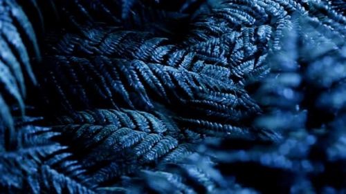 Videohive - Seamless looping animation of fern leaves at night in the blue light of the moon - 31908407