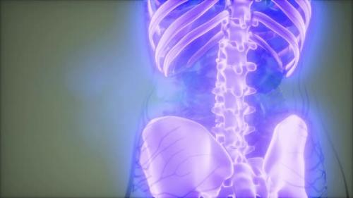 Videohive - Transparent Human Body with Visible Bones - 34340299