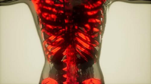 Videohive - Human Skeleton Bones Scan Glowing - 34340310