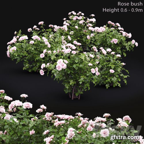 Rose bush # 5