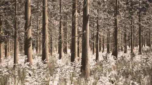 Videohive - Coniferous Forest Illuminated By the Winter Morning Sun - 34519509