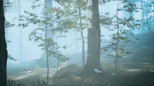 Videohive - Panorama of Green Forest at Cold Foggy Morning - 34519630