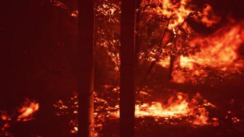Videohive - Large Flames of Forest Fire - 34519642