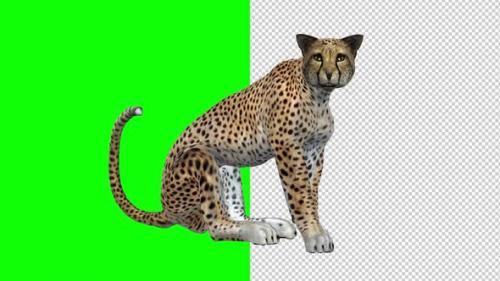 Videohive - Cheetah - Seating and Roaring Loop - Transparent and Green Screen - 34535548