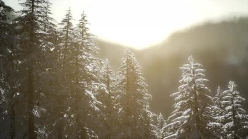 Videohive - Beautiful Winter Landscape in the Mountains - 34612000