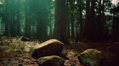 Videohive - Old Forest Mariposa Grove in Yosemite National Park of California - 34615310