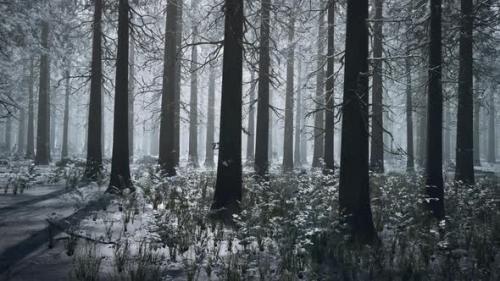 Videohive - Frozen Winter Forest in the Fog - 34615419
