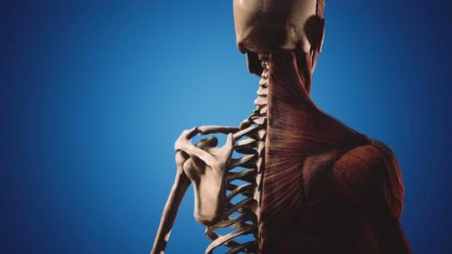 Videohive - Muscular and Skeletal System of Human Body - 34858995