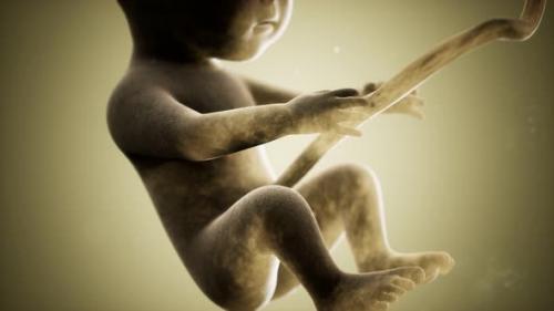 Videohive - Medical 3d Animation of a Human Fetus - 34859004
