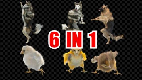 Videohive - Dog Chick Dancing 6 Pack - 34888380