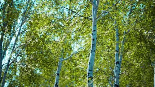 Videohive - White Birch Trees in the Forest in Summer - 34949279