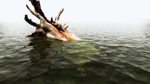 Videohive - Dead Oak Tree in the Atlantic Ocean Water - 34931054