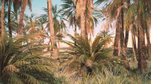 Videohive - Palm Trees and the Sand Dunes in Oasis - 34931126
