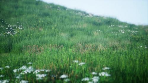 Videohive - Green Hills with Fresh Grass and Wild Flowers in the Beginning of Summer - 34931296