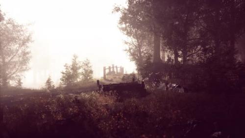 Videohive - Summer Fog in the Forest - 34931370