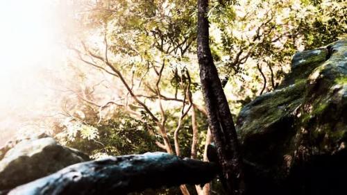 Videohive - Green Tropical Forest with Rays of Light - 34931395