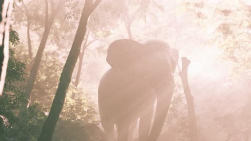 Videohive - Elephant in Tropical Forest with Fog - 34931486