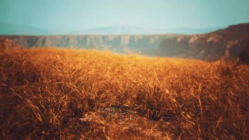 Videohive - Golden Rocks and Grass in Mountains - 34947739