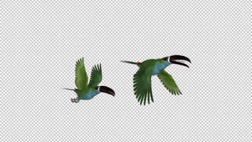 Videohive - Toucan - II - Green Aracari - Two Birds - Flying Transition - Side View CU - 34947761