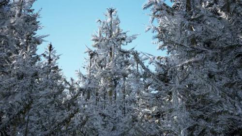Videohive - Winter Calm Forest at Sunny Day - 34947771