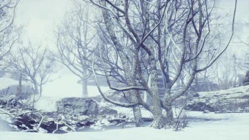 Videohive - Winter Deciduous Forest on a Foggy Morning - 34947773
