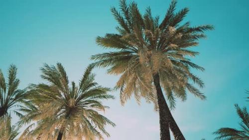 Videohive - View of the Palm Trees Passing By Under Blue Skies - 34948462