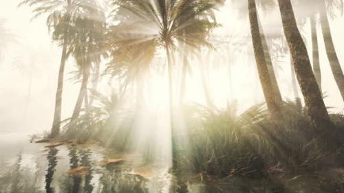 Videohive - Coconut Palms in Deep Morning Fog - 34948466