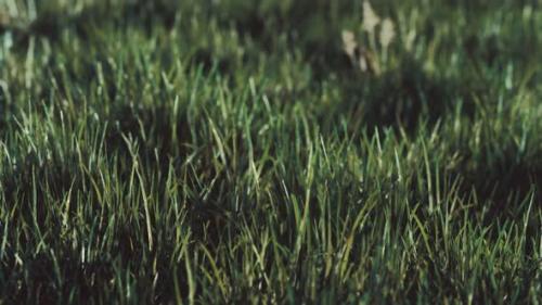 Videohive - Close Up of Fresh Thick Grass in the Early Morning - 34948532