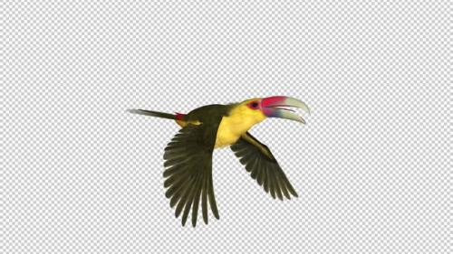 Videohive - Toucan - III - Saffron Aracari - Flying Loop - Side Angle - 34993702