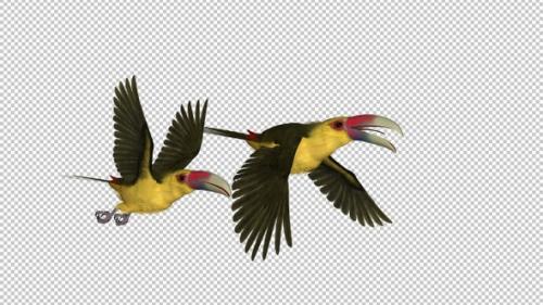 Videohive - Toucan - III - Saffron Aracari - Pair Flying Transition - Side View - 34993703