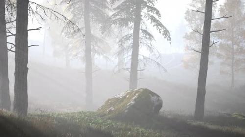 Videohive - Bright Early Morning Forest in Mountains - 35029942