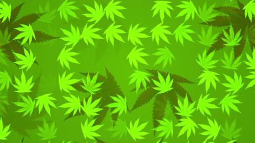 Videohive - 4k Cannabis Leafs. Looped background - 34975009