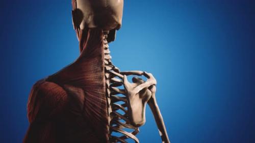 Videohive - Muscular and Skeletal System of Human Body - 35042075