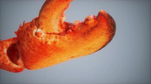 Videohive - Lobster Claw in Macro - 35042133